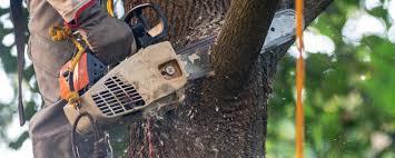 Best Commercial Tree Services  in Lawrenceburg, IN