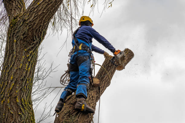 Best Tree Removal  in Lawrenceburg, IN