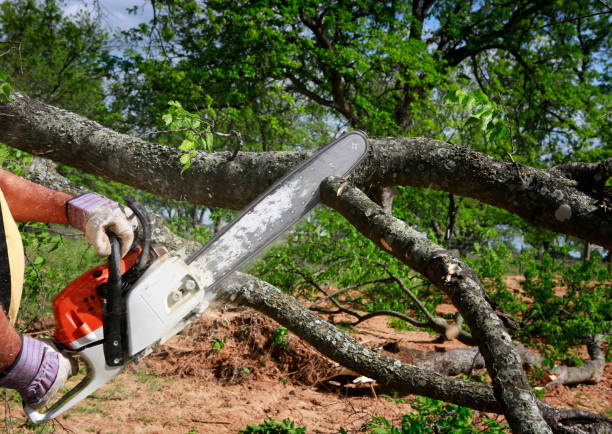 Best Leaf Removal  in Lawrenceburg, IN